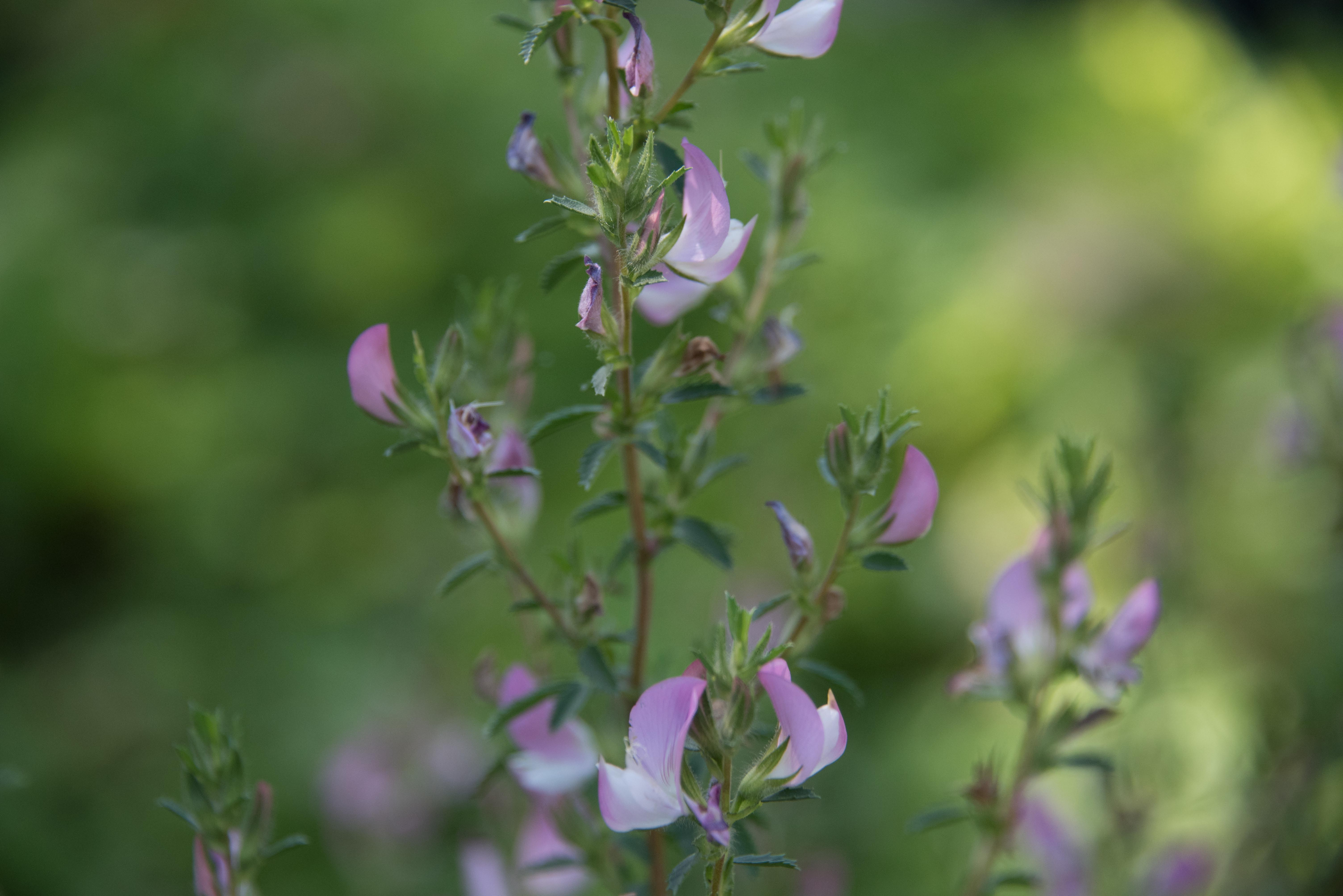 Ononis repens subsp. spinosaKattedoorn bestellen